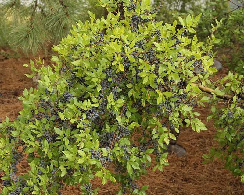 New Mexico Privet Berries #120 (9685)