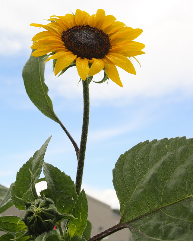 Sunflower (9700)