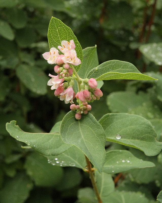 White Snowberry #400 (9710)