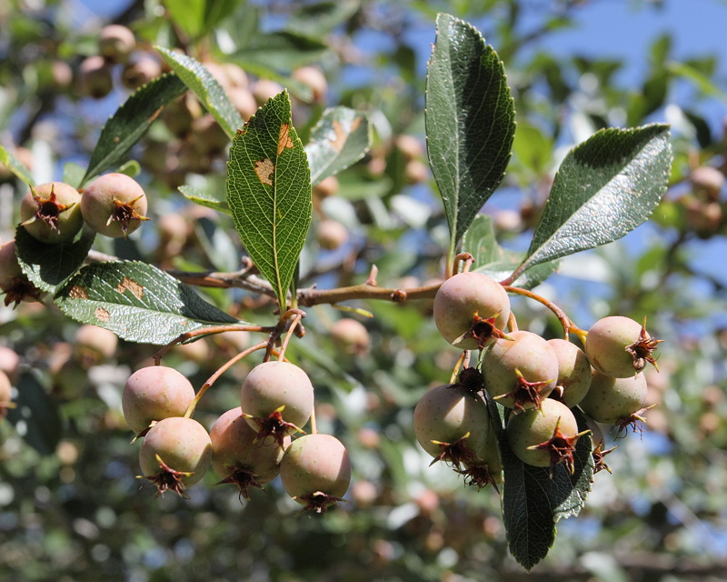 Cockspur Hawthorn Berries #112 (0304)