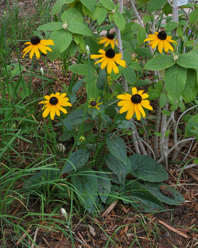 Black-Eyed Susan (1042)