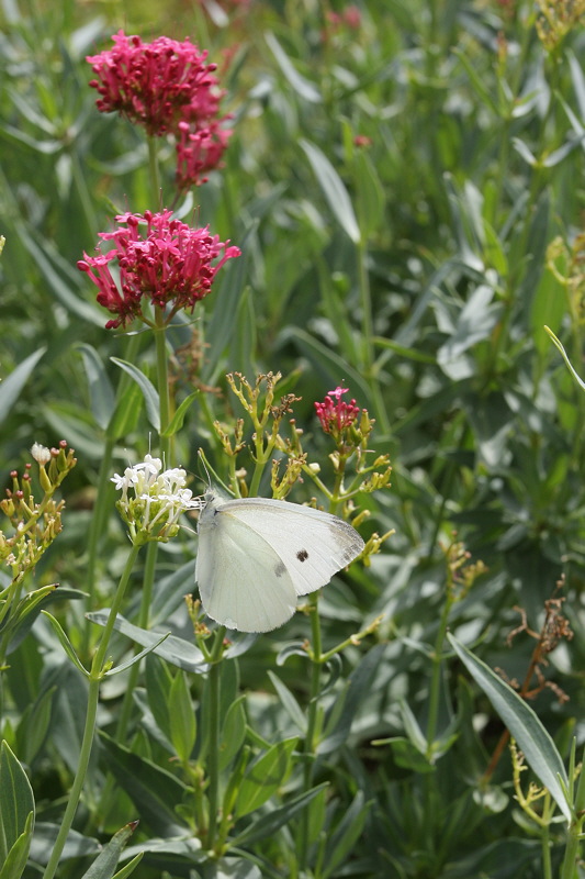 Cabbage White Butterfly on Valerian #702 (1029)