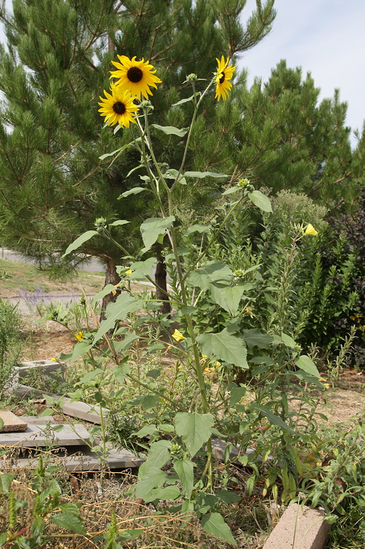 Sunflower (1013)