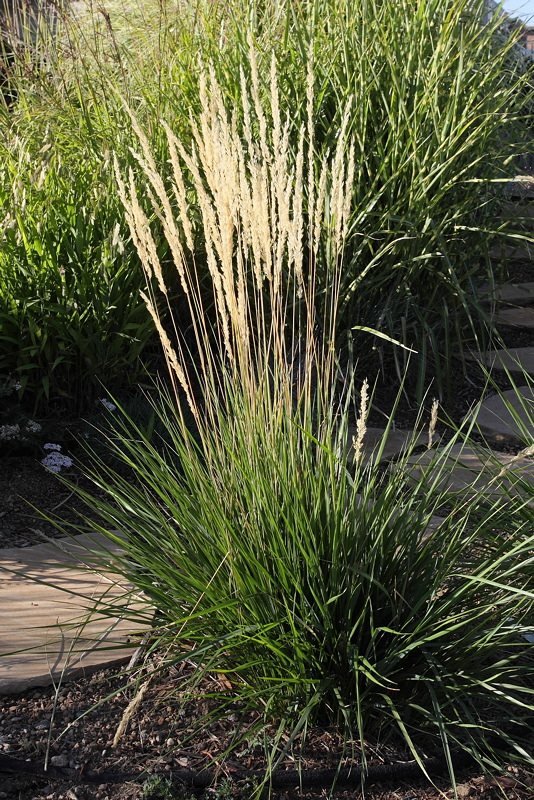 Feather Reed Grass 'Karl Forster' #551 (5995)