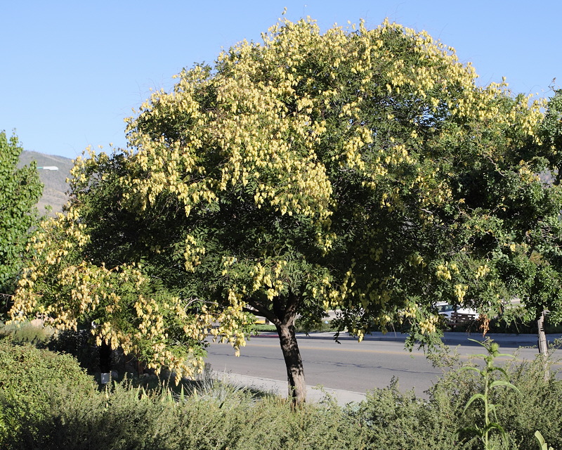 Golden Rain Tree #102 (5976)