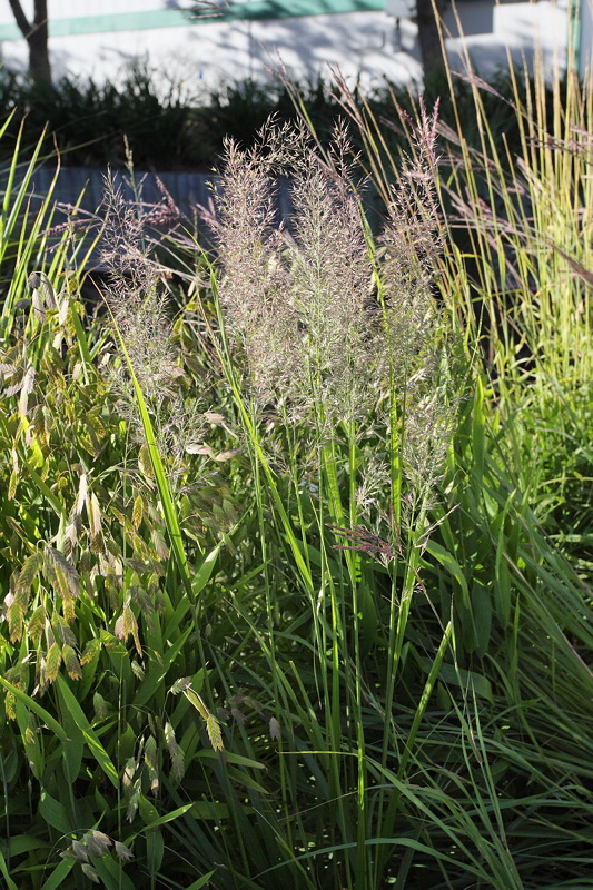 Sand Lovegrass #579 (6004)