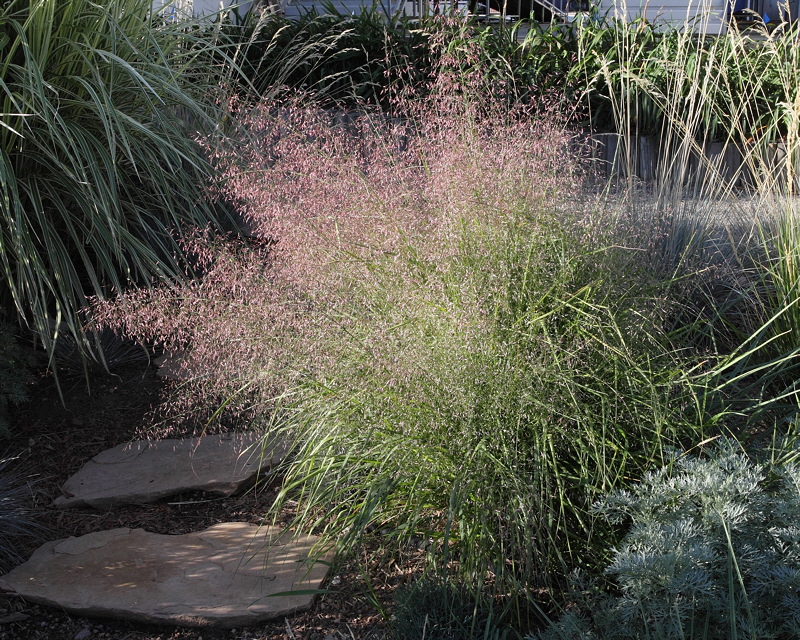 Indian Rice Grass #566 (5998)