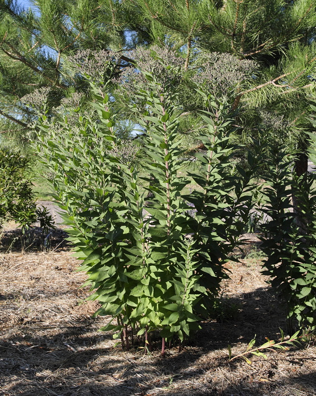 Joe-Pye Weed #825 (6011)
