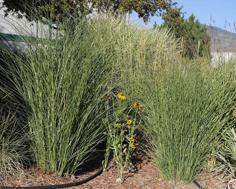 Maiden Grass #563 (5989)