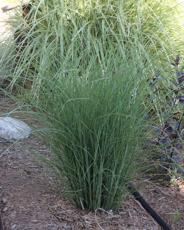 Maiden Grass #563 (6002)