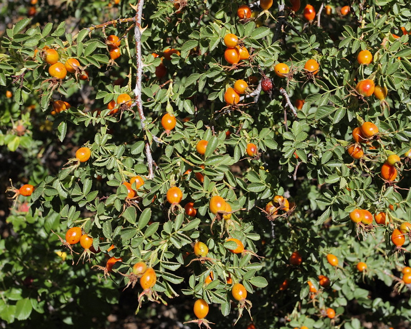 Unknown Rose Hips (5975)