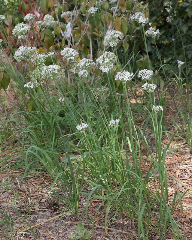 Garlic Chives #609 (7272)