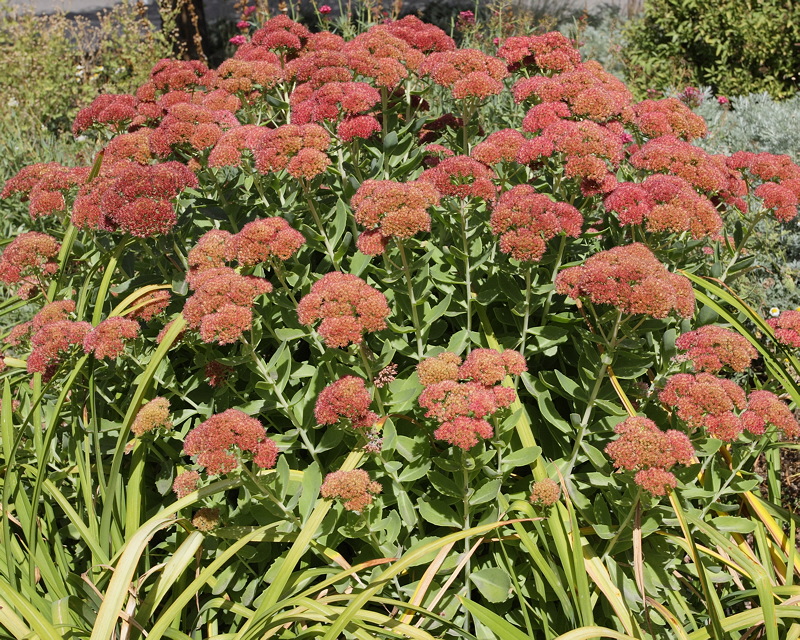 Autumn Joy Sedum #799 (7267)