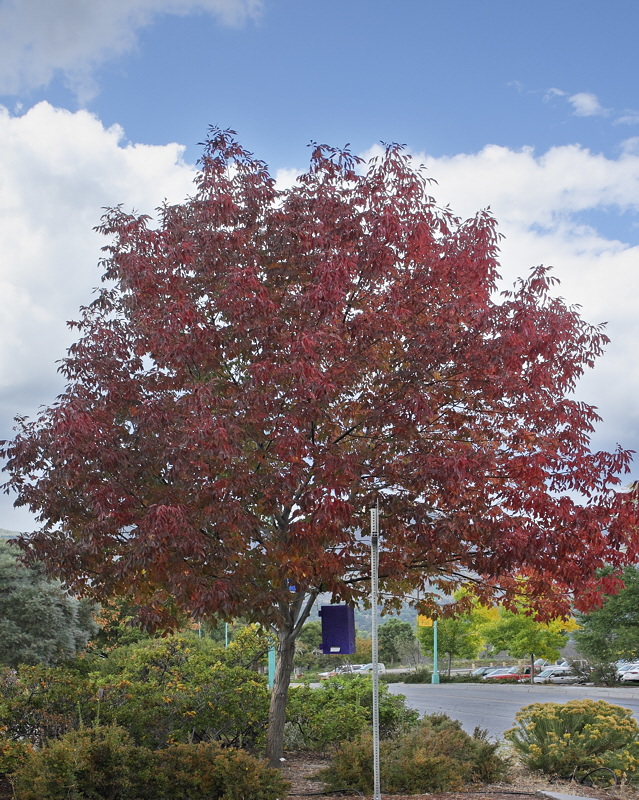 Autumn Purple Ash #111 (7299)