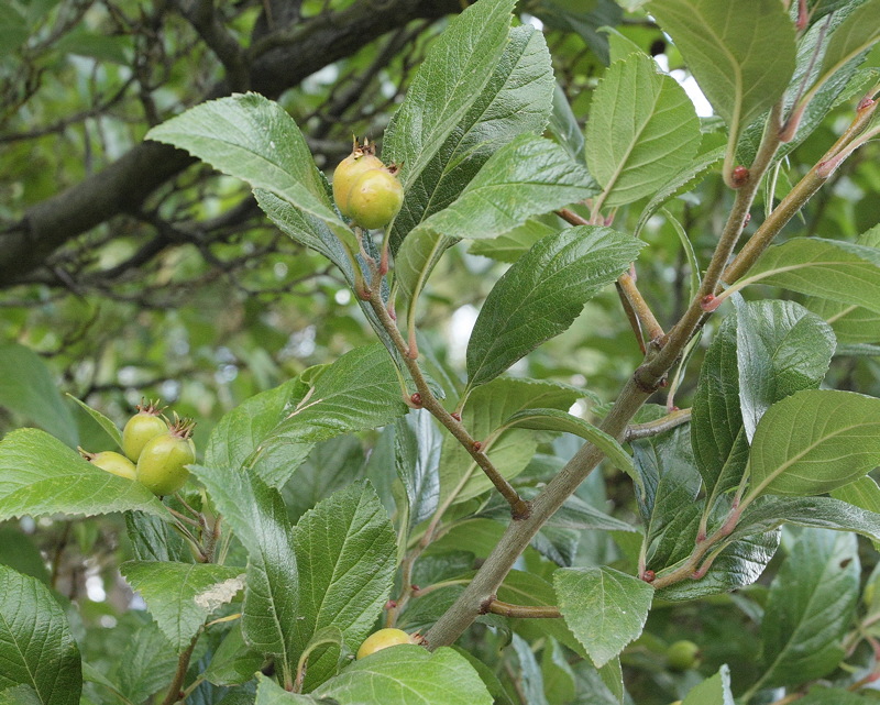 Lavelle Hawthorn Berries #107 (7312)