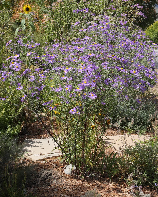 Purple Aster Wildflower #733 (7268)