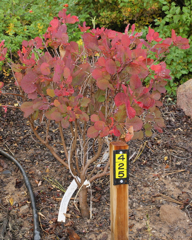 Royal Purple Smoke Tree #425 (7304)