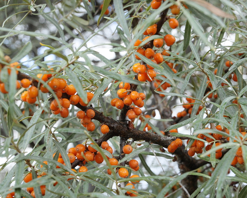 Sea Buckthorn Berries #105 (7309)