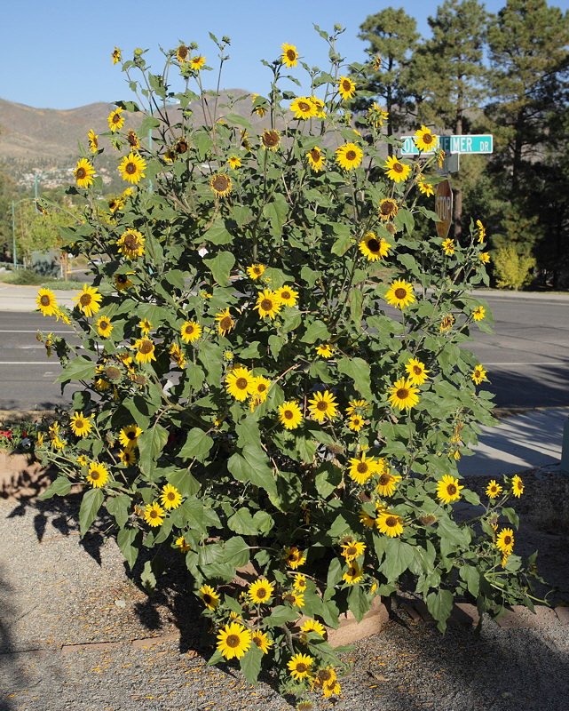 Sunflower (8326)
