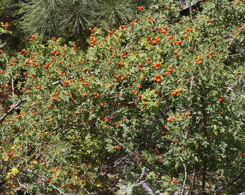 Unknown Rose Hips (7276)