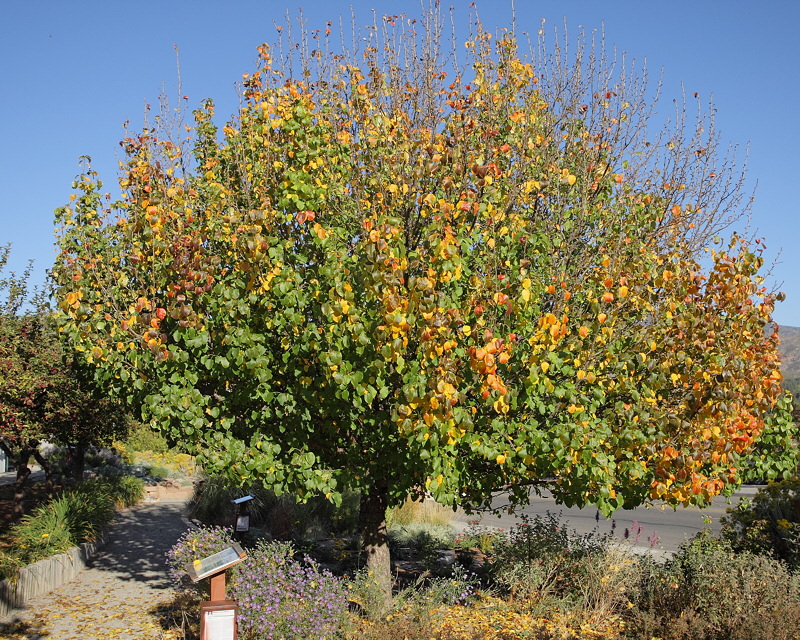 Ussurian Pear #101 (8328)