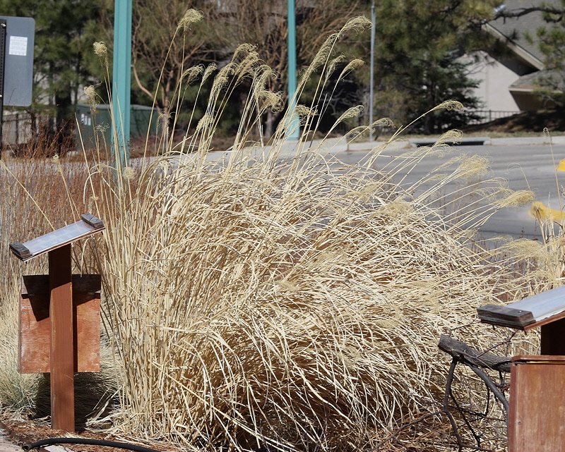 Maiden Grass #563 (1336)