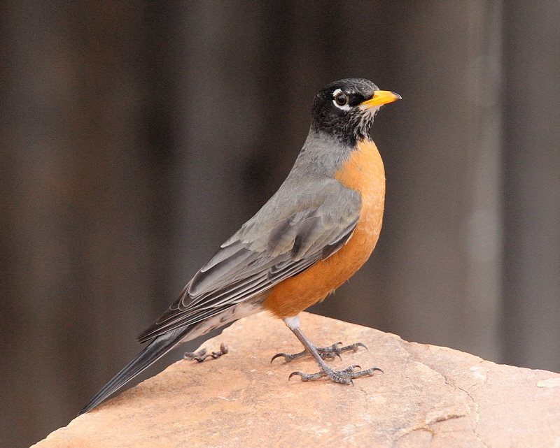 American Robin (3647)