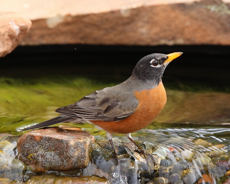 American Robin (3677)