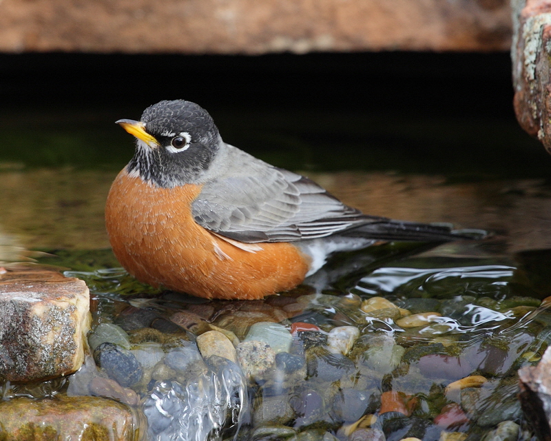 American Robin (3702)