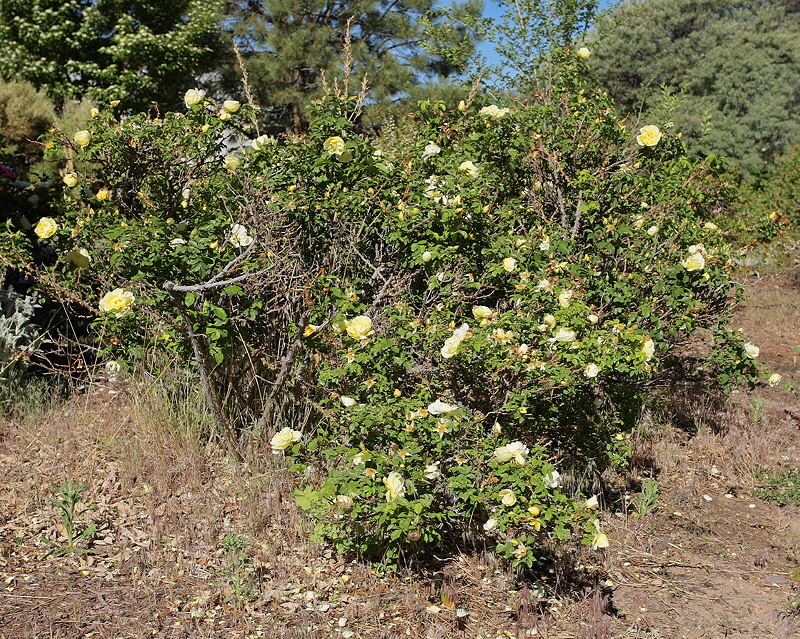 Topaz Jewel Rose #428 (7558)