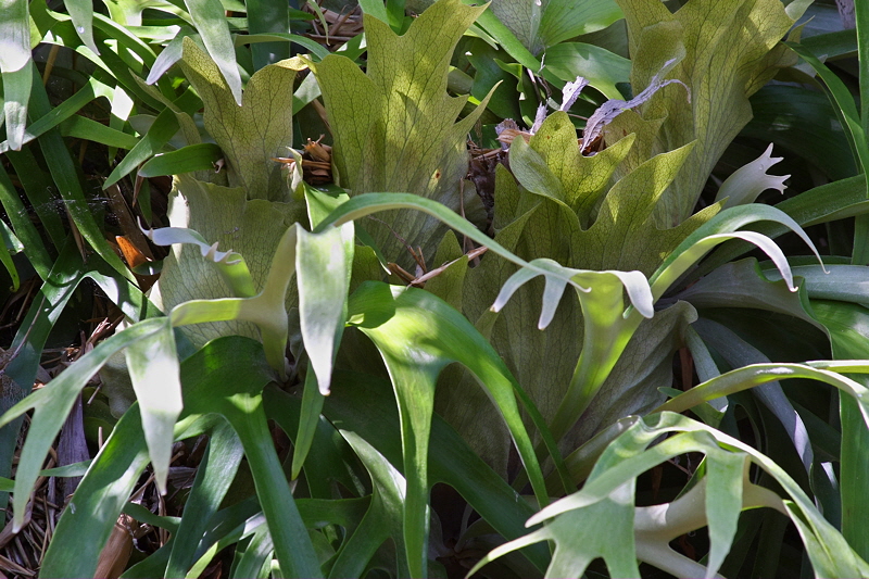 Staghorn Fern (1973)