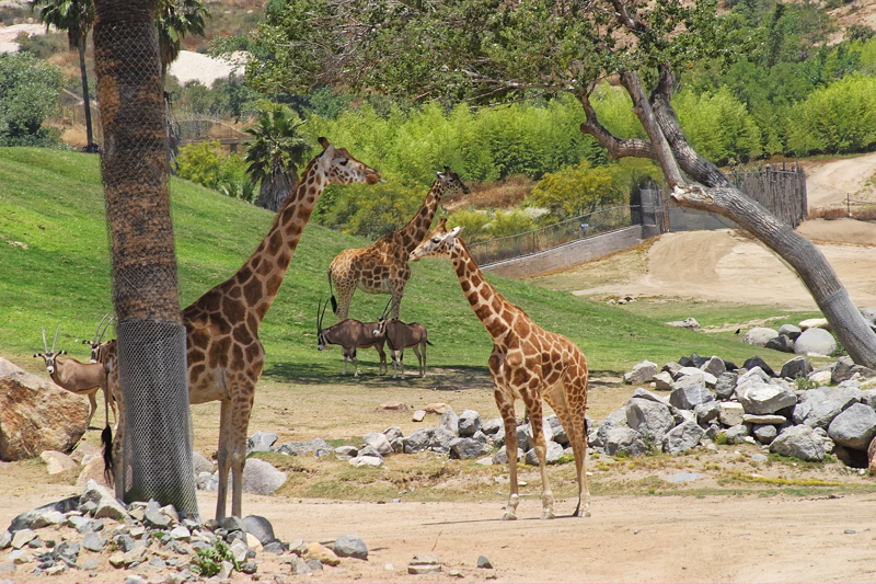 African Giraffes (1997)