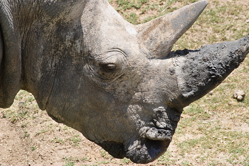 Southern White Rhinoceros (2033)