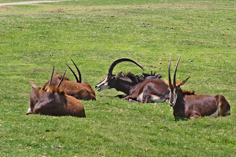 Sable Antelope (2060)