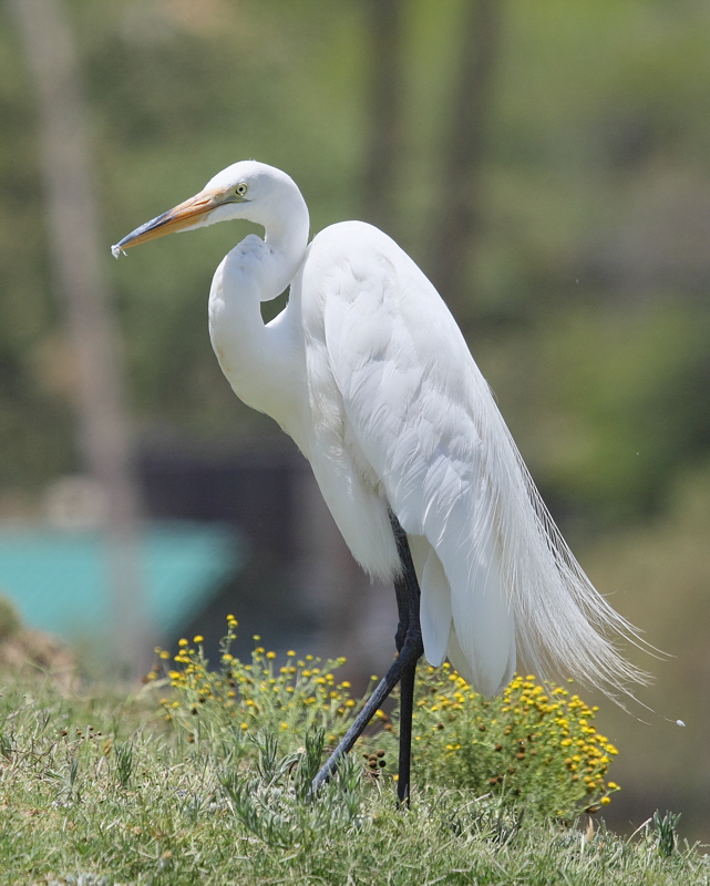 Snowy Egret (7599)