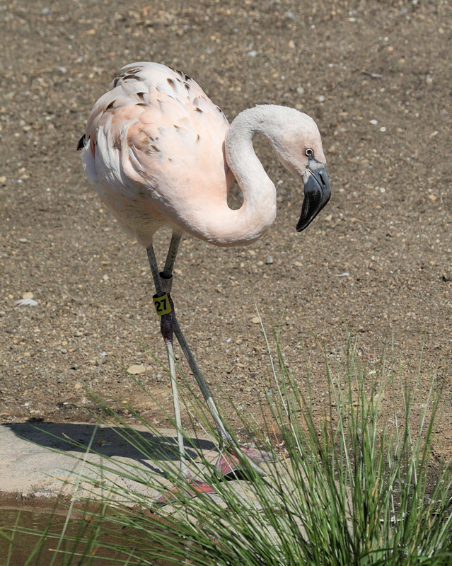 Flamingo (9847)