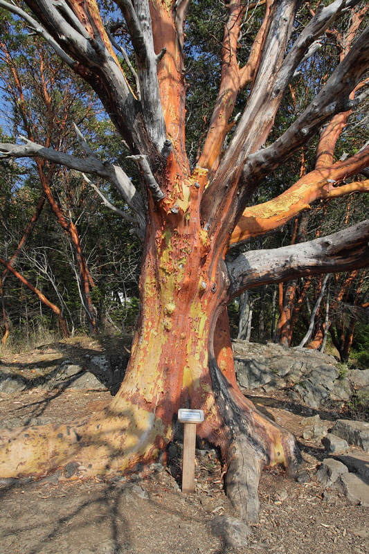 (0069) Pacific Madrone Tree