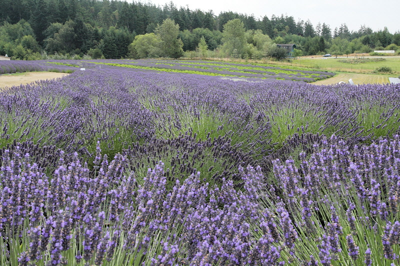 (0165) Pelindaba Lavender Fields