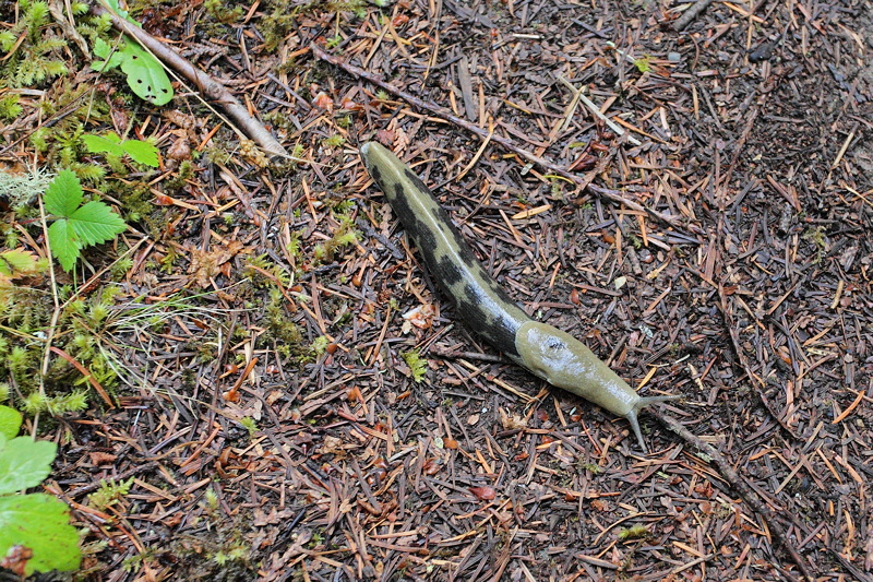 (0273) On the Forest Floor