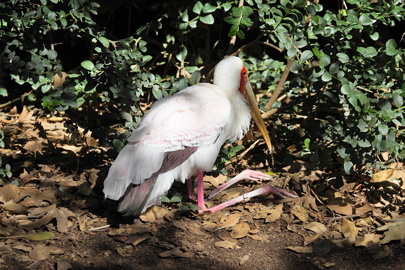 African Spoonbill (1621)