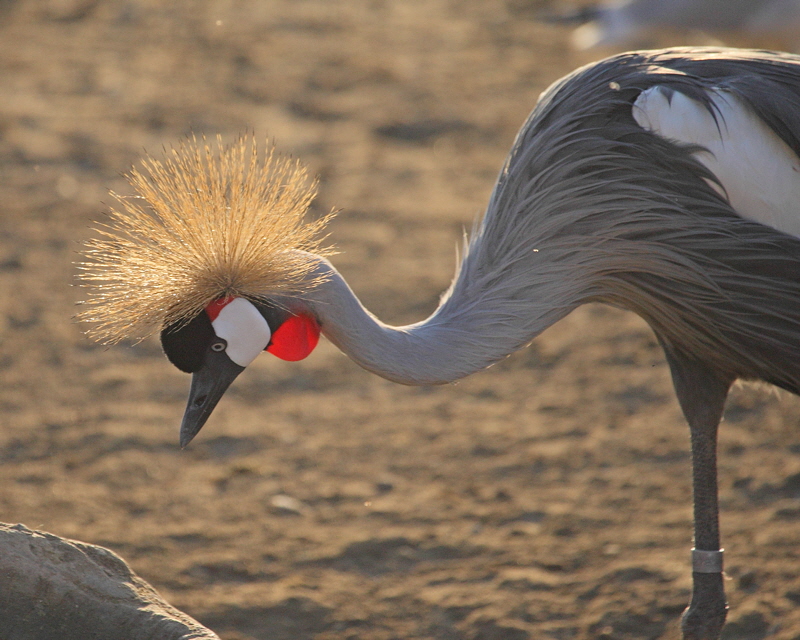 East African Crowned Crane (1836)