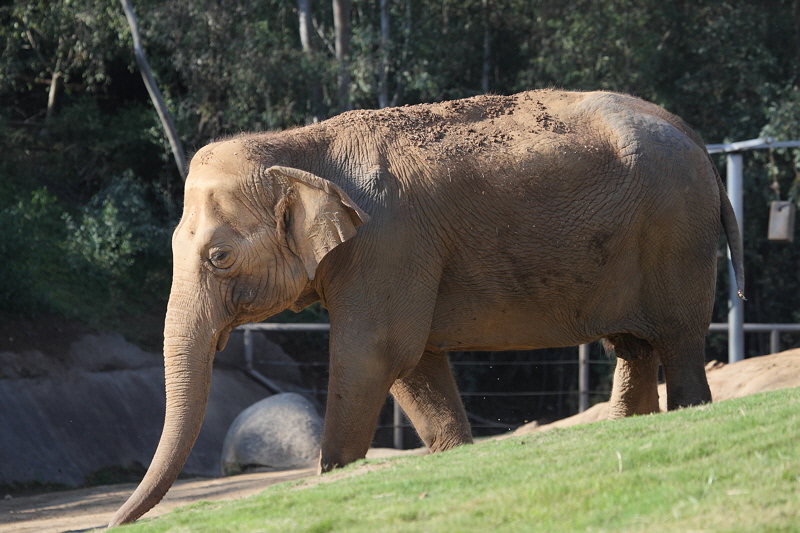 Elephant (1762)