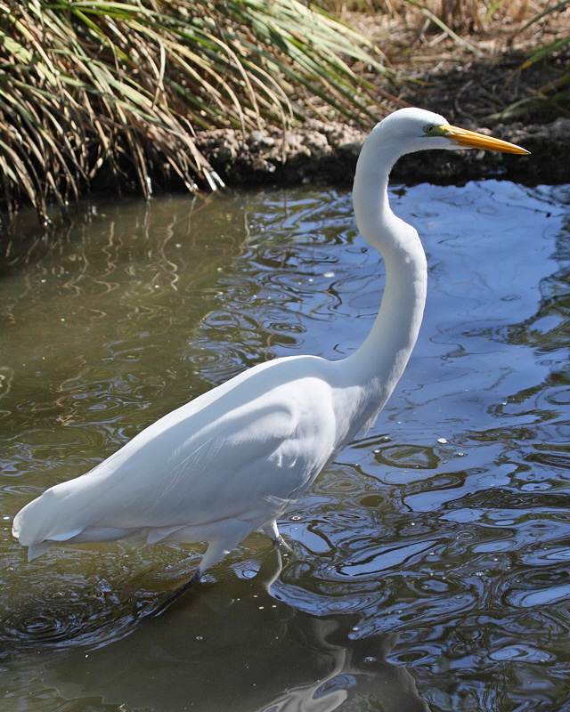 Great Egret (1625)