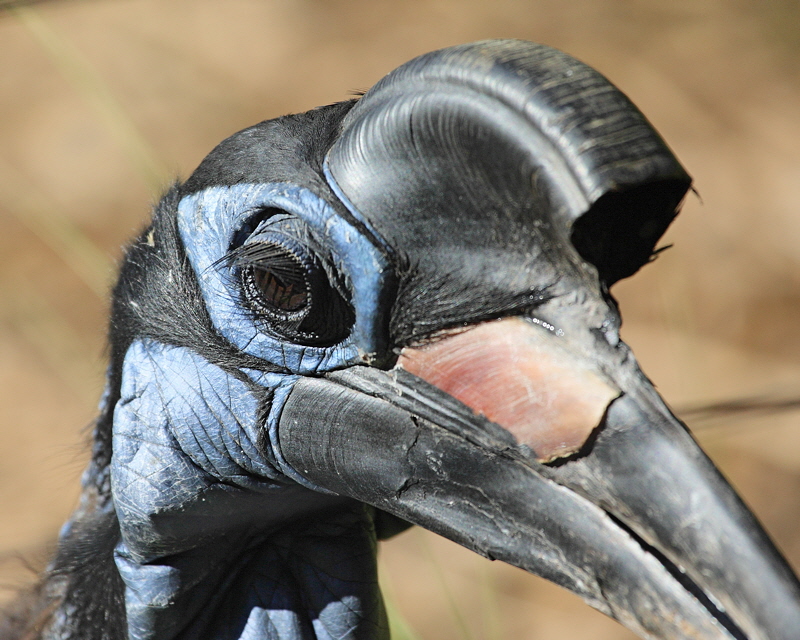 Northern Ground-hornbilll (1637)