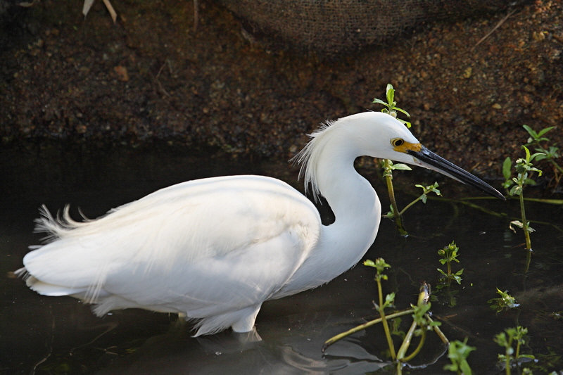 Snowy Egret (1630)