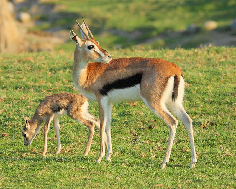 Thomson's Gazelle (1862)