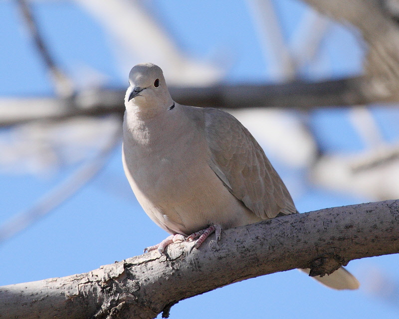 Eurasian Collared Dove (3869)