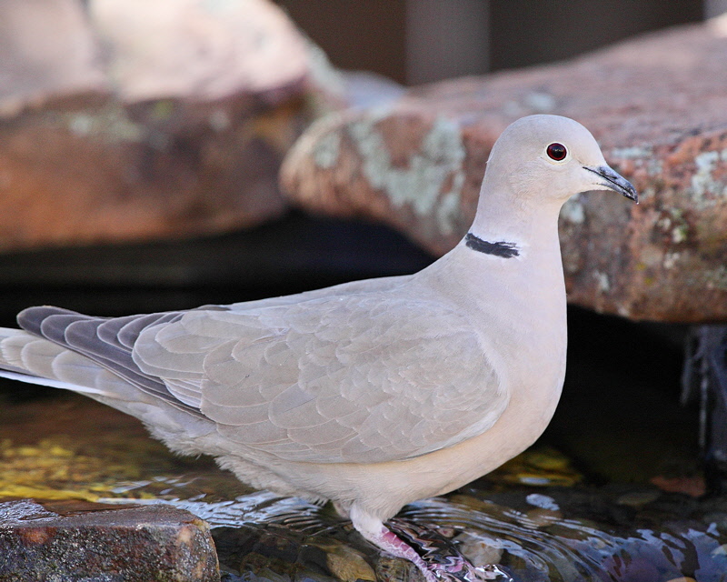 Eurasian Collared Dove 2009