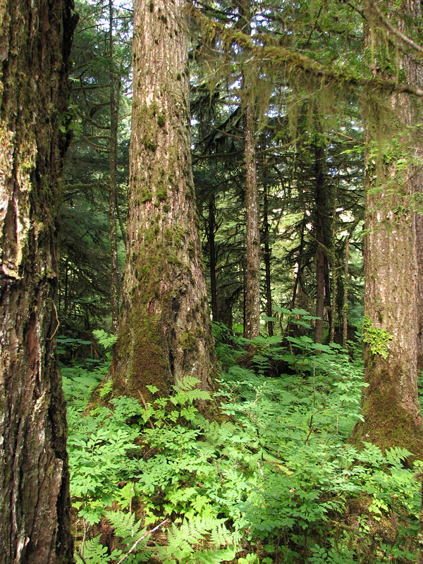 Old Growth Forest along Ohmer Creek Trail (0406L)