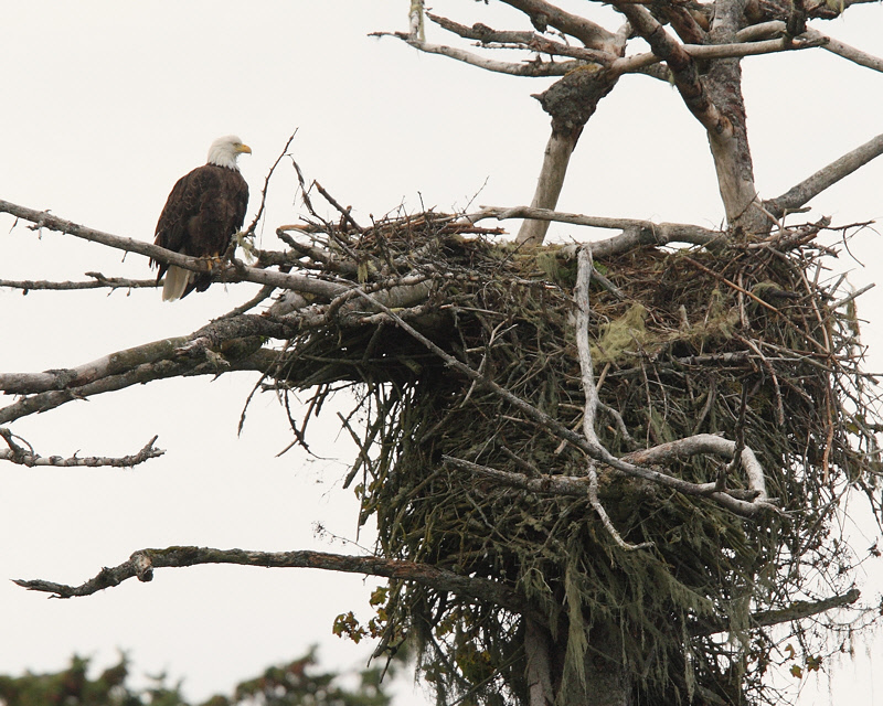 Nesting Bald Eagle (6121)